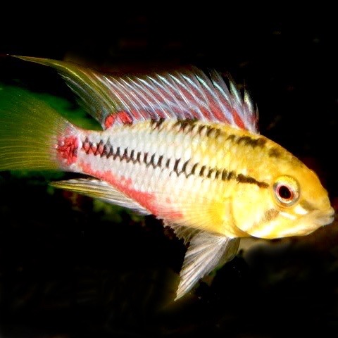 Apistogramma hongsloi red